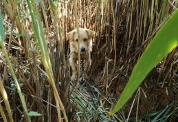 Cățel rămas captiv în stufărișul unui iaz salvat de pompieri