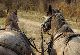 ACCIDENT la Mihăileni: O femeie beată criță a ajuns la spital după ce a căzut dintr-o căruță