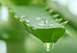 Aloe Vera, planta care distruge bacteriile, virușii și ciupercile