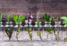 Plante care alungă durerea de cap