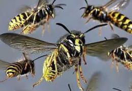 Tânăr botoșănean ajuns la spital în stare gravă după ce a fost atacat de viespi