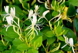 Caprifoiul sau Mâna-Maicii-Domnului, o plantă cu proprietăți antiinflamatoare uimitoare