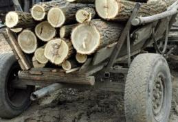 Prinşi la furat lemne pe malul Prutului