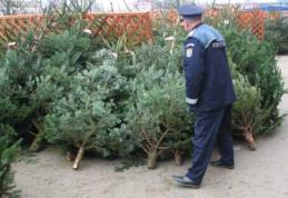 Brazi de Crăciun confiscați de polițiști