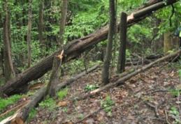 Tânăr arestat după ce a lovit pădurarul care l-a prins la furat