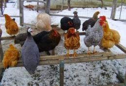 Alertă de gripă aviară în județul Botoșani. Ce obligaţii au deţinătorii de păsări