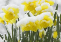 Se strică vremea în România! S-a emis cod galben de ninsori. Alertă meteo ANM