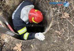 Pompierii dorohoieni eroi pentru necuvântătoare: Câine salvat dintr-un canal - FOTO