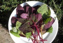 Planta de primăvară care detoxifică organismul și curăță sângele