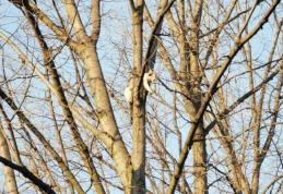 Uneori și necuvântătoarele au nevoie de ajutorul pompierilor – FOTO