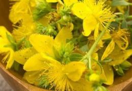 Sunătoarea, o plantă care are beneficii multiple