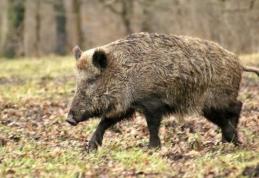 Botoșani: Virusul Pestei Porcine Africane depistat la un număr de 11 mistreți găsiți morți pe un fond de vânătoare din județ