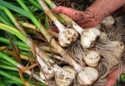 IMPORTANT! 3000 euro pe ha pentru cultura de USTUROI