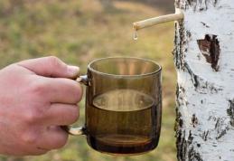 Cum se poate slăbi cu seva de mesteacăn