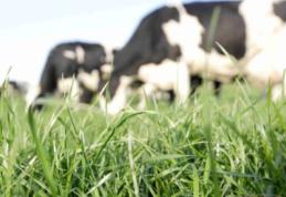 Primăria Cândești anunță aprobarea închirierii prin încredințare directă a unor trupuri de pășune