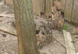 Misiune inedită pentru jandarmi: Casă părăsită invadată de vulpi - VIDEO