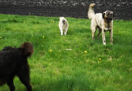 Bărbat din Coțușca sancționat de jandarmi după ce câinii lui au atacat un vițel aflat la păscut - VIDEO