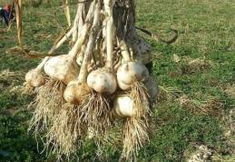 Subvenție pentru usturoi 2021: sprijinul financiar a fost aprobat. Care este valoarea sa