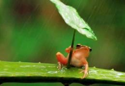 Meteorologii au anunțat când scăpăm de ploi. Prognoza meteo 1 - 14 iunie