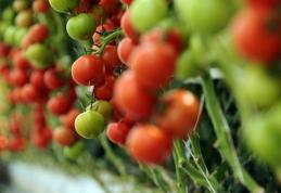 Programul Tomata a fost doar o promisiune. Ţăranii nu au primit nimic