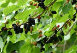 Frunzele care neutralizeaza aciditatea din stomac