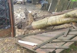 Copac prăbușit pe o stradă din Cătămărăști Deal – FOTO