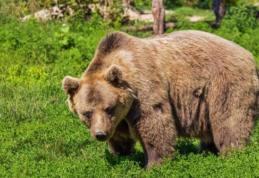 RO-ALERT, avertizare de ULTIMĂ ORĂ: Un URS a fost văzut în comuna Hudești