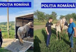 Un cal bătut cu cruzime de stăpân a fost salvat de polițiști