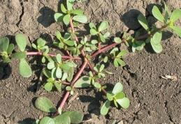 Proprietăți terapeutice oferite de iarba grasă