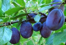 Cum putem folosi prunele în tulburările digestive