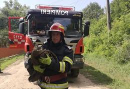 Acțiune inedită a pompierilor dorohoieni: Pui de barză salvat după ce s-a rănit la un picior - FOTO