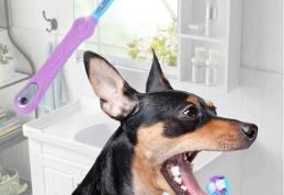 Cele 8 articole esențiale pentru un animal de companie