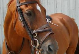 Fetiță de 10 ani, din județul Botoșani, ajunsă la spital după ce a fost mușcată de un cal