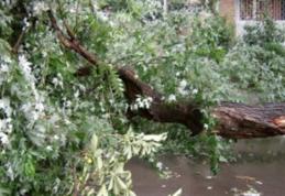 Botoșani: Incendiu la un transformator și copaci smulși din rădăcină