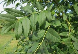 Ce putem trata cu frunze de frasin