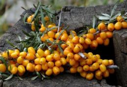 De ce cătina albă este un remediu foarte special