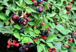 Fructele care ne mențin tineri