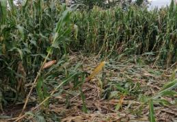 Mistreții distrug munca agricultorilor botoșăneni și nimeni nu ia măsuri pentru a stopa acest lucru! - FOTO