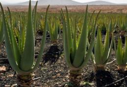 Planta care conține agenți antiseptici, care distrug bacteriile, virușii sau ciupercile