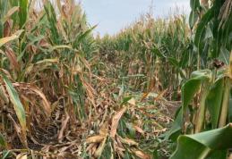 Hoți de porumb descoperiți de polițiști pe un câmp din județ