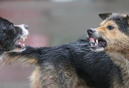 Primim la redacție – Întâlnire de gradul zero în Dorohoi cu patru câini