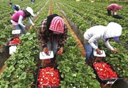 Muncă sezonieră cu EURES: Campania de informare şi comunicare susţine recrutarea echitabilă în Europa 