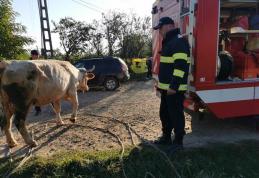 Bovină căzută într-un cămin de apă, salvată de pompieri - FOTO