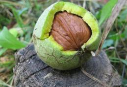 Ce beneficii pentru sănătate au nucile verzi