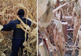 Contrabandist reţinut de către poliţiştii de frontieră în timp ce îşi abandona baxurile cu țigări în lanul de porumb