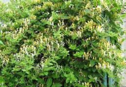 Planta cu proprietăți antiinflamatoare uimitoare