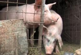 Evoluția Focarelor de pestă porcină africană la domestic și a despăgubirilor