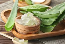 Beneficiile plantei aloe vera: bună de pus pe rană