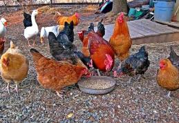 Primăria Dorohoi: Avertisment privind apariția unor focare de gripă aviară
