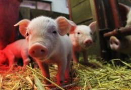 Românii care nu se dezinfectează când intră în cotețul porcilor riscă amendă de 18.000 de lei